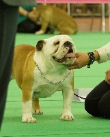 Étalon Bulldog Anglais - Huitième merveille des Terres d'Alforie