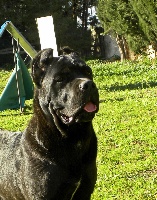 Étalon Cane Corso - Niagara dell'Antiqua Apulia