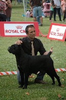 Étalon Cane Corso - CH. Crystal nkm nerodemonio