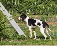 Étalon Chien courant suisse - Indigo (Sans Affixe)