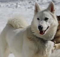 Étalon Chien du Groenland - Wild Trekker Furieuse natsiaq