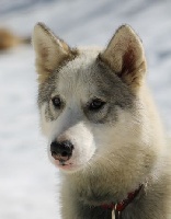 Étalon Chien du Groenland - A Ton étoile I'm kaleesi daenerys targaryen