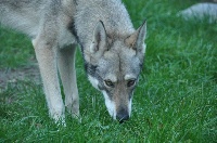 Étalon Chien-loup de Saarloos - Greystone D'Angéli Fée