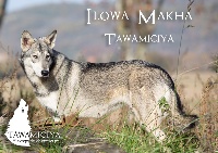 Étalon Chien-loup de Saarloos - Ilowa makha Tawamiciya