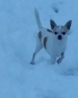 Étalon Chihuahua - Hares De Vaurimont