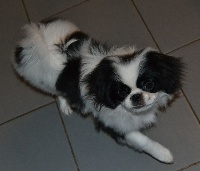 Étalon Epagneul Japonais - Joyce De La Villa Des Houx