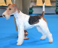 Étalon Fox Terrier Poil Dur - CH. It's me Du clos des amoureux