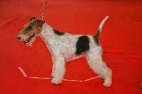 Étalon Fox Terrier Poil Dur - Funny dog Du clos des amoureux