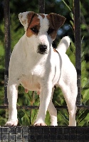 Étalon Jack Russell Terrier - Fée de l'effet du manoir de l'aber benoit