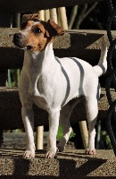 Étalon Jack Russell Terrier - Hestia (Sans Affixe)