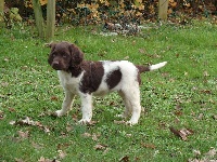 Étalon Petit Epagneul de Münster - Judée De la dent dure