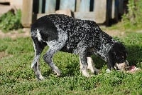 Étalon Petit bleu de Gascogne - Jade du ruisseau du Puy du Maine
