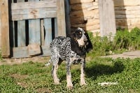 Étalon Petit bleu de Gascogne - J'vanda du ruisseau du Puy du Maine