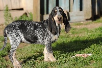 Étalon Petit bleu de Gascogne - Jyjye du ruisseau du Puy du Maine