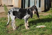 Étalon Petit bleu de Gascogne - Jarnac du ruisseau du Puy du Maine