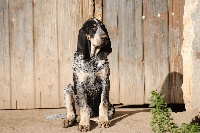 Étalon Petit bleu de Gascogne - J r du ruisseau du Puy du Maine