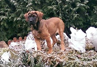 Étalon Tosa - Elenka Z Horowych Bagien