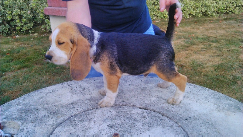 Jasmin de la magie des voies