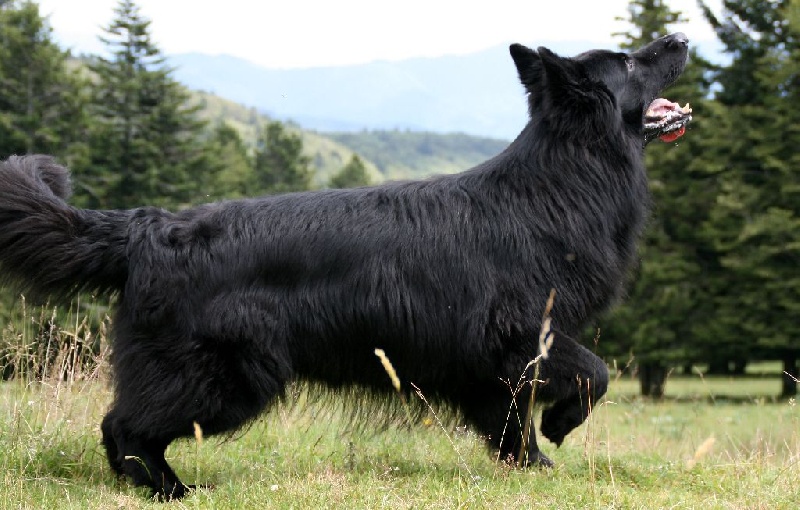 Publication : de la légende du loup noir