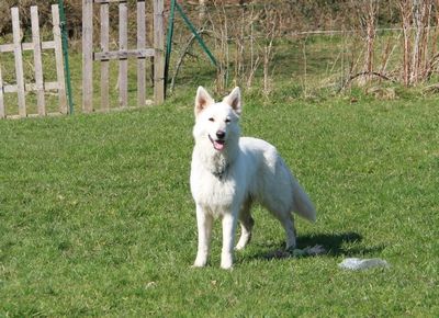 Hizane Du domaine du haut quesnay