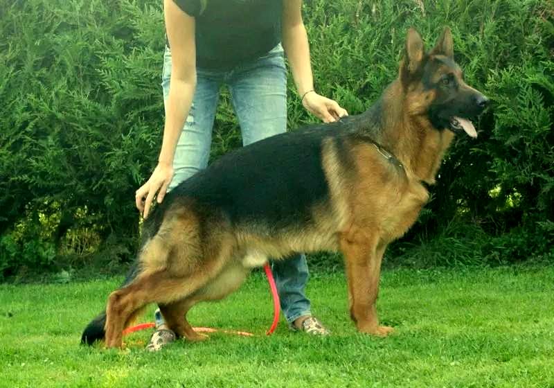 I'muvrini du clan des gladiateurs