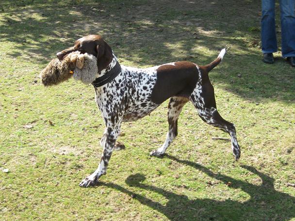 Publication : Du Domaine Chablesse Auteur : Francis De Jode