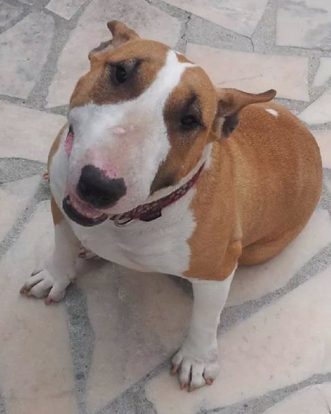 Donna des Molosses Aux Crocs D'or