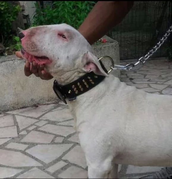 Publication : (Sans Affixe)