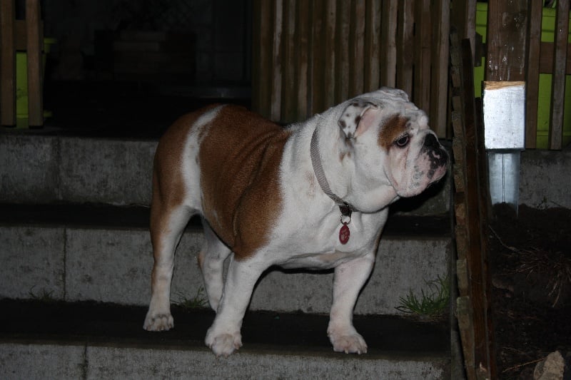 Publication : Sax'O'Bull Auteur : Sax'O' Bull