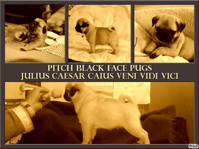 Publication : Pitch Black Face Pugs Auteur : PITCH BLACK FACE PUGS Kennel 