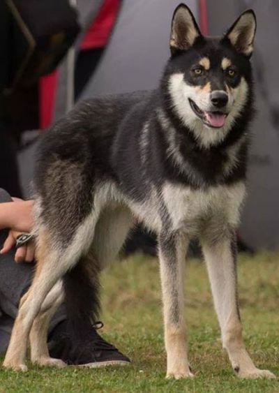 Publication : Des Loups De Leendert 