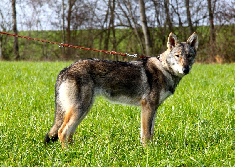 Publication : Des Princes Des Plaines Auteur : Des Princes des Plaines