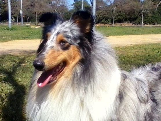 Publication : Black Collectión 