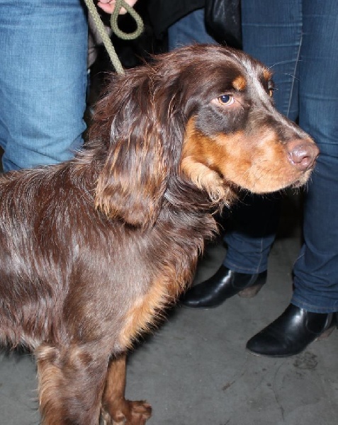 Publication : Du Bois De La Vannerie Auteur : Corentin
