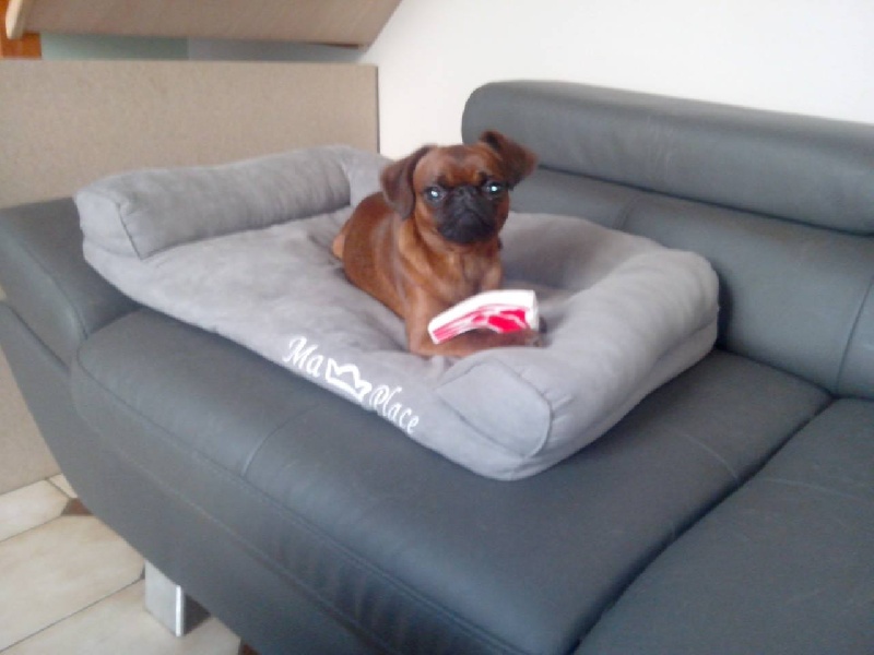 Publication : de la Fin'Amor de Larzaelle Auteur : Larzet Annabelle