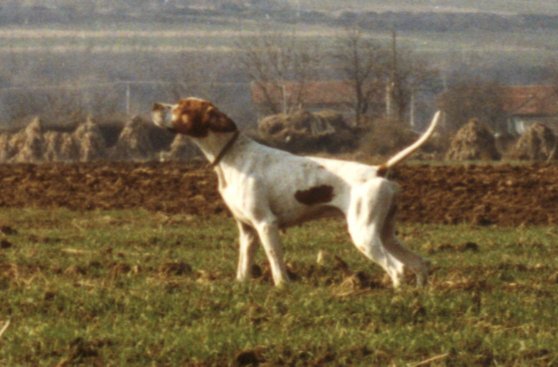 CH. Dar (Sans Affixe)