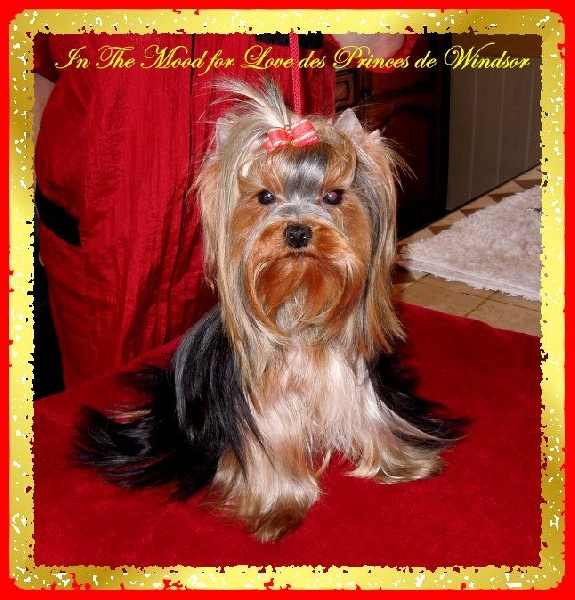 Auteur : LES PRINCES DE WINDSOR