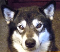 Étalon Alaskan Malamute - Her majestic princess leia of Greystone Shadow