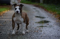 Étalon American Staffordshire Terrier - Haya De La Contrée Du Chien Aimé
