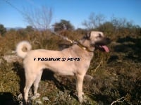 Étalon Berger Kangal - I'yagmur cooeki de la Forêt des Quatre Seigneurs