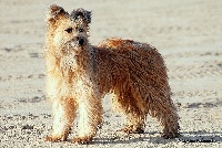 Étalon Berger des Pyrenees à poil long - Dolly Du grand bestiolan