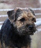 Étalon Border Terrier - Ioshi des Legendes de Retz