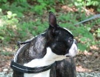 Étalon Boston Terrier - Coco z sopotu rodem