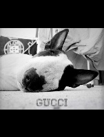 Étalon Bull Terrier - Gucci Du Royaume De Willow