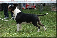 Étalon Bull Terrier - Irresistible beauty for famous bullinside Of big-idle