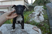 Étalon Bull Terrier Miniature - Joriane du Domaine d'Yspahan