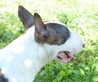 Étalon Bull Terrier Miniature - Ikhoor du Domaine d'Yspahan