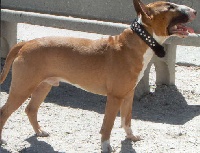 Étalon Bull Terrier - Tyson of Molosseweb