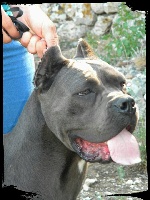 Étalon Cane Corso - Fadia Degli Angeli Custodi