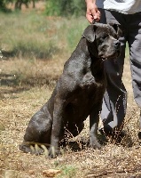 Étalon Cane Corso - Lovely velvet dell'Antiqua Apulia